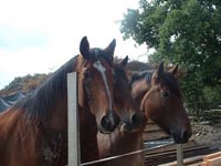 Equitation